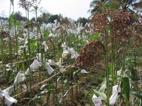 ラオス国立農林業研究所での特性調査用作物栽培