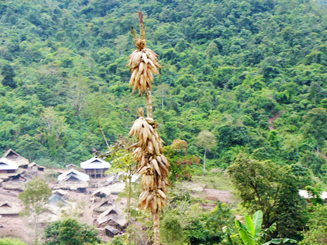 Maize seed stock in the garden of a farmhouse