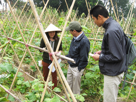 Field evaluation of cucumber genetic resources in PRC, Vietnam